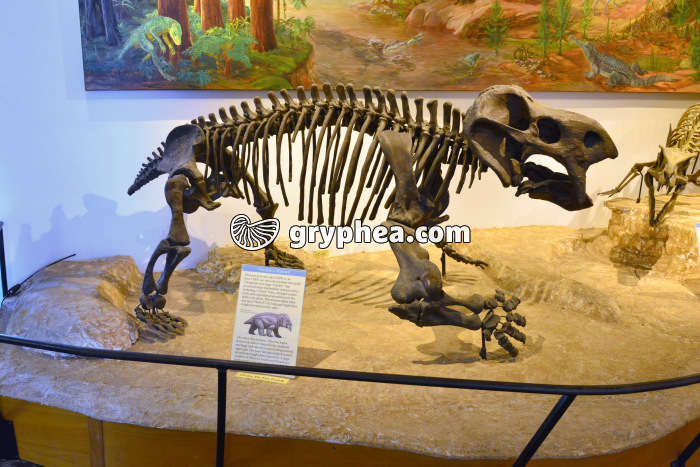 Therapsidé (Placerias hesternus, taille 2,7m, Trias supérieur) - gryphea.com